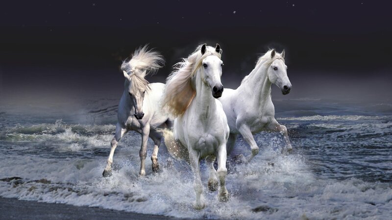 White horses running on beach