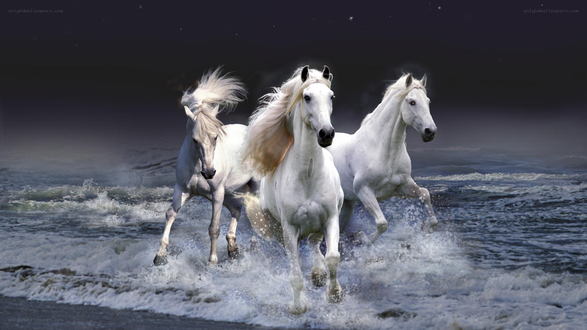 White horses running on beach