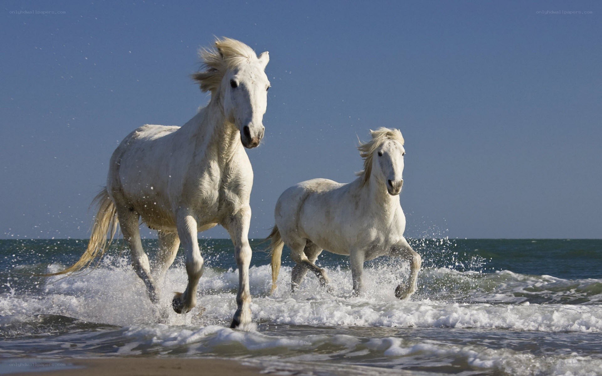 White horses running on beach