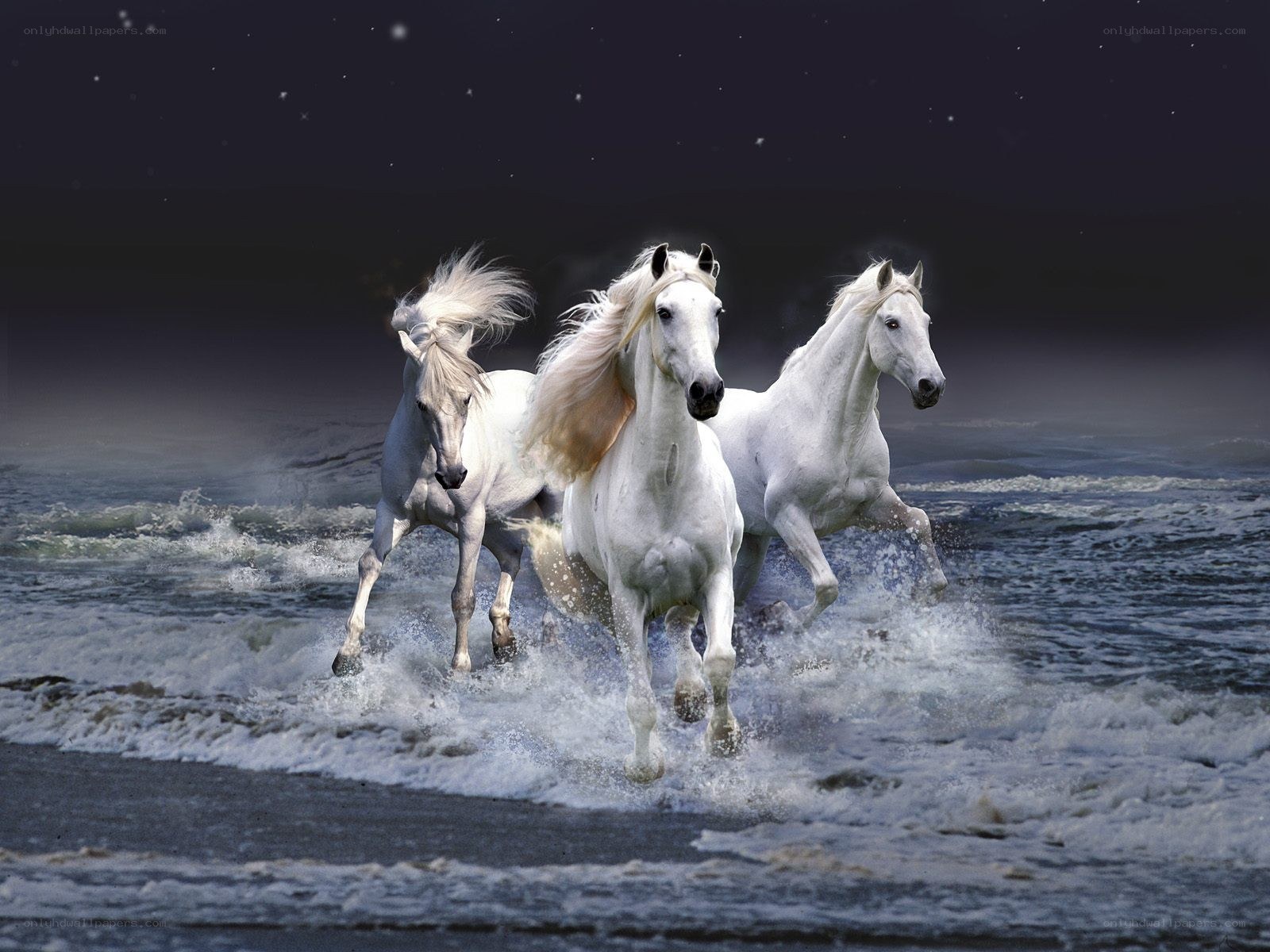 White horses running on beach