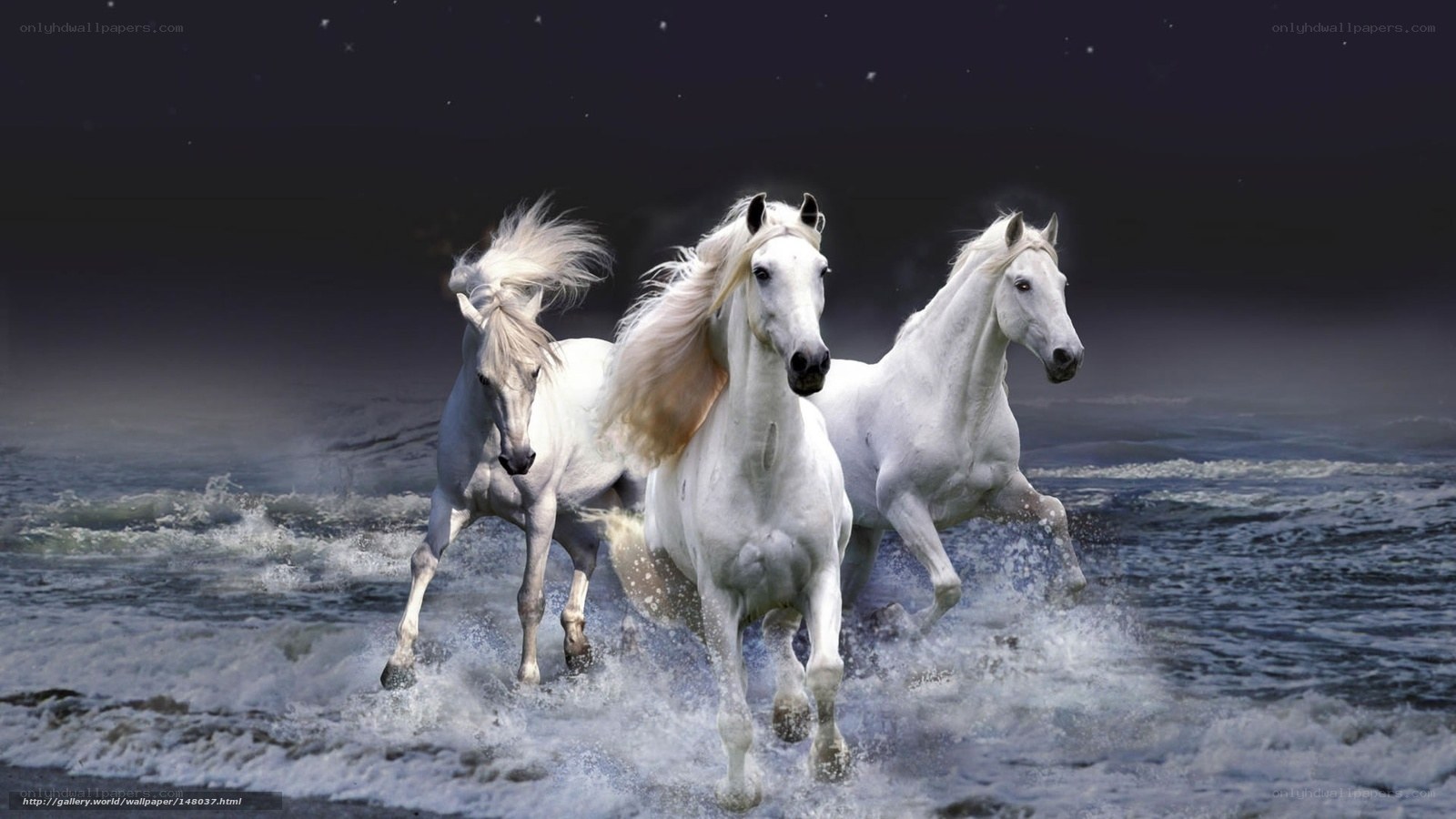 White horses running on beach