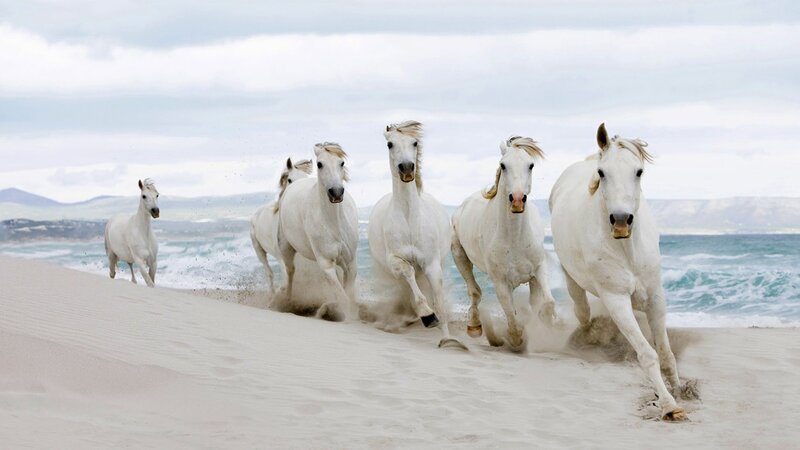 white horses running on beach