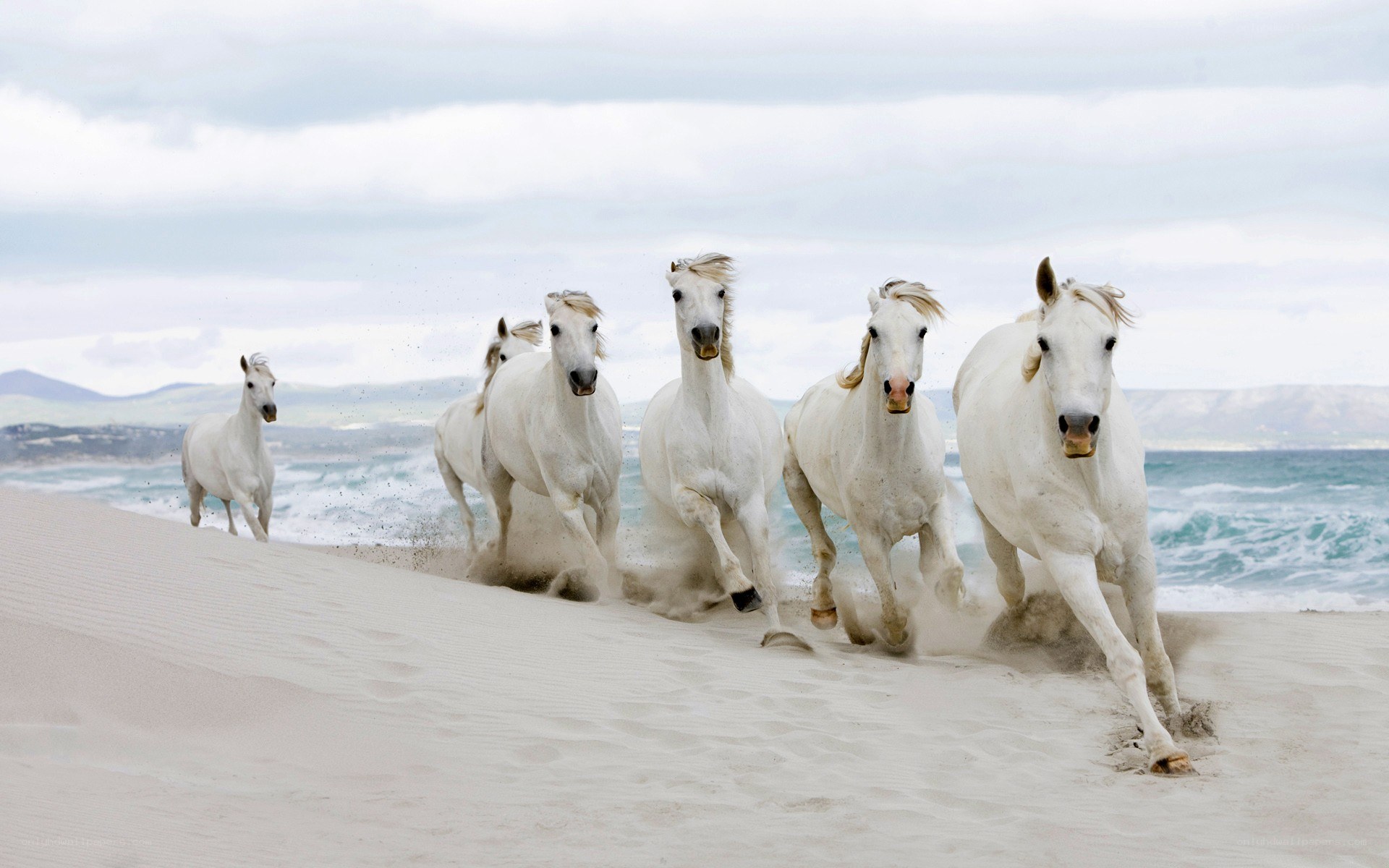 white horses running on beach