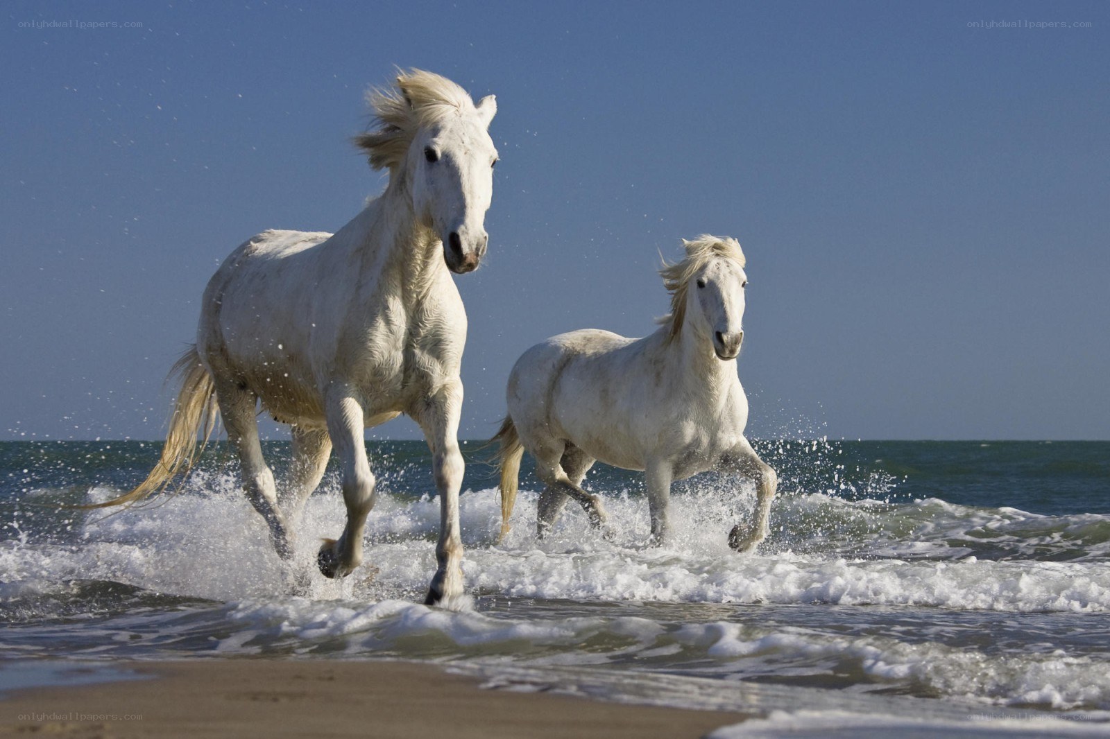 White horses running on beach