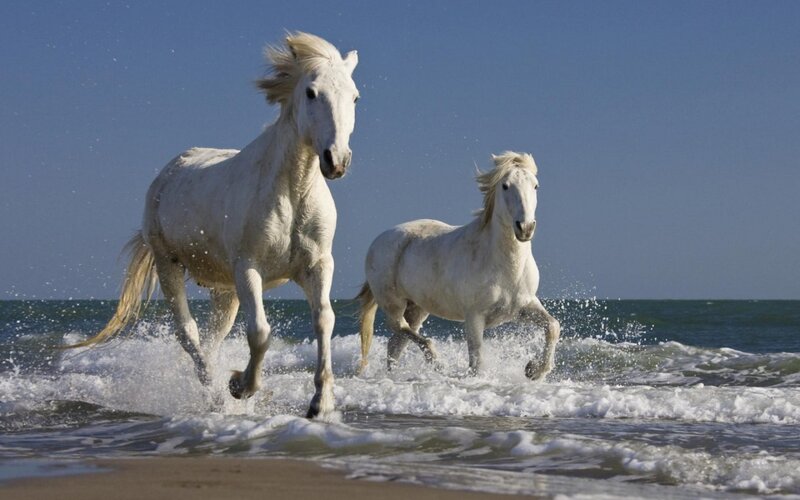 White horses running on beach