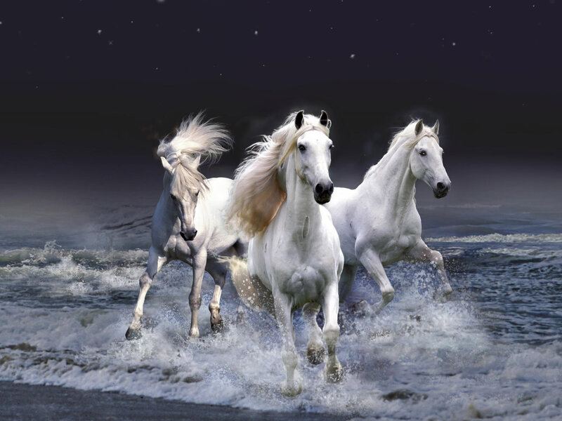 White horses running on beach