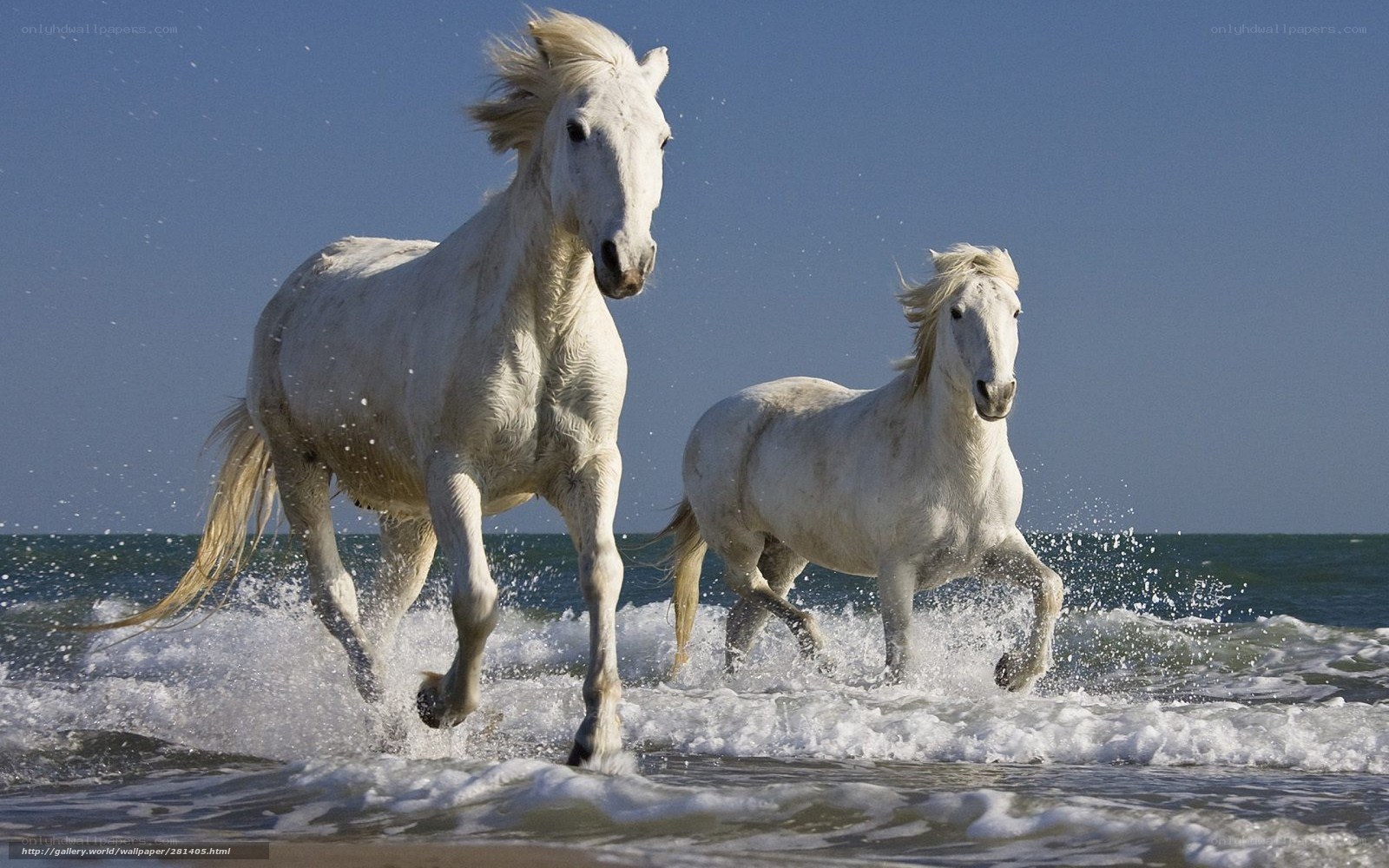 White horses running on beach