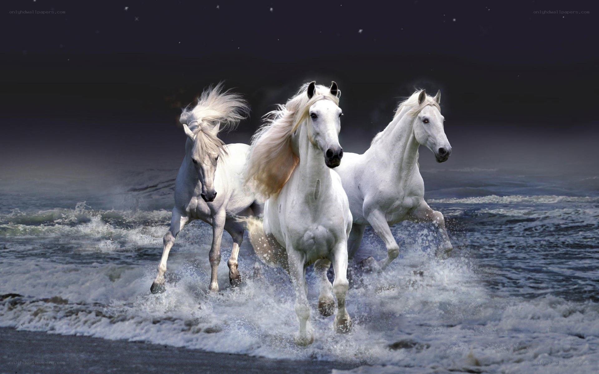 White horses running on beach