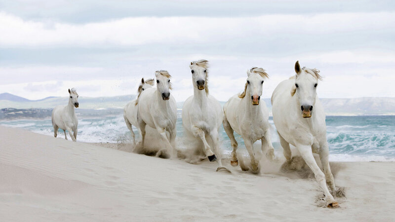 White Horses Running on Beach — Dynamic