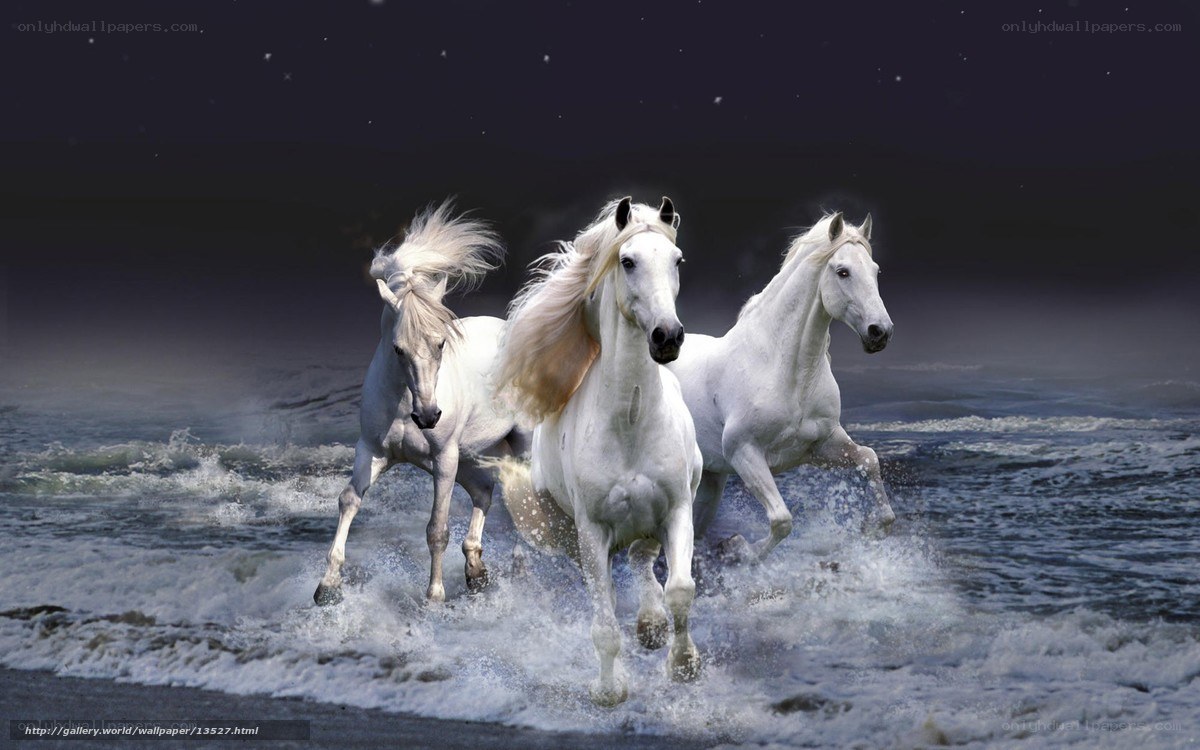 White horses running on beach