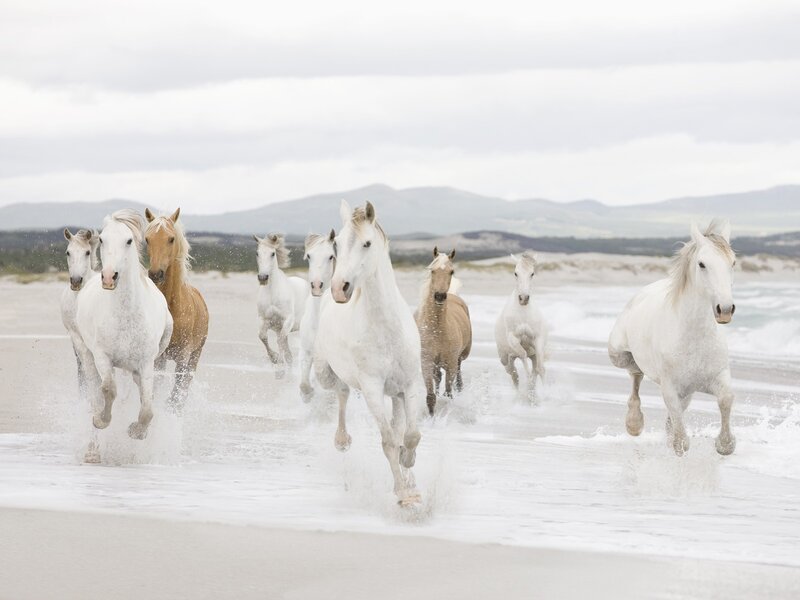 White Horses Running — Photograph