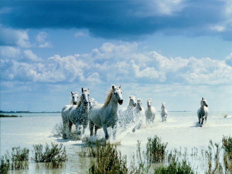 White Horses Running — Sky