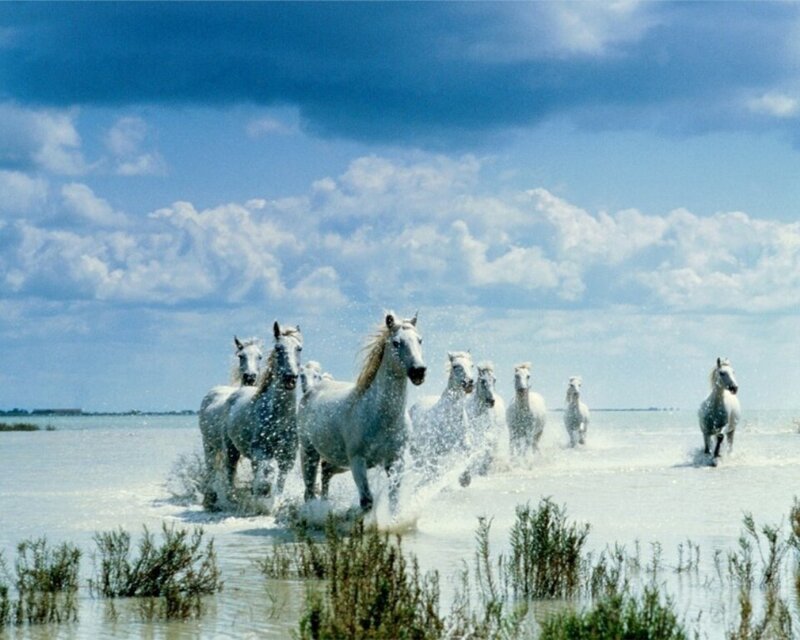 White Horses Running