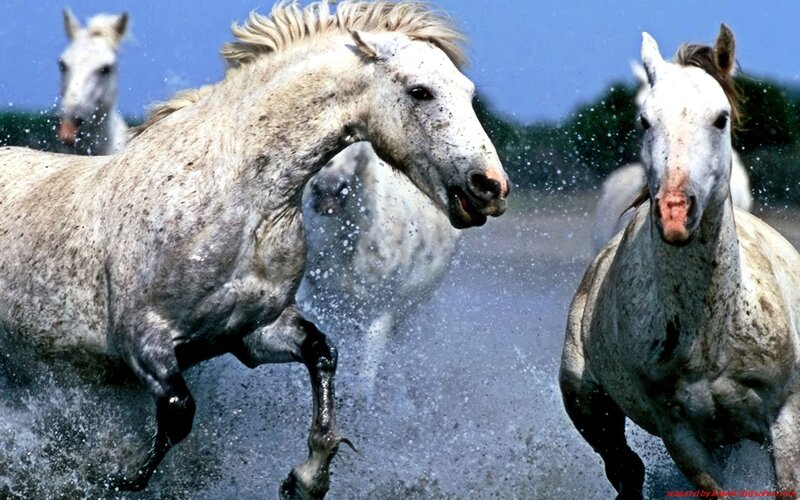 White Horses Running — Water