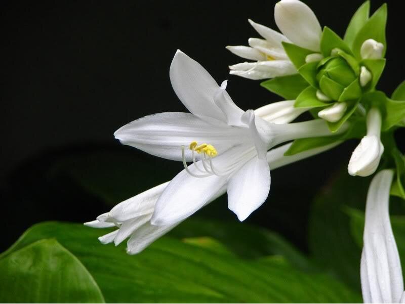 White Hosta Flower