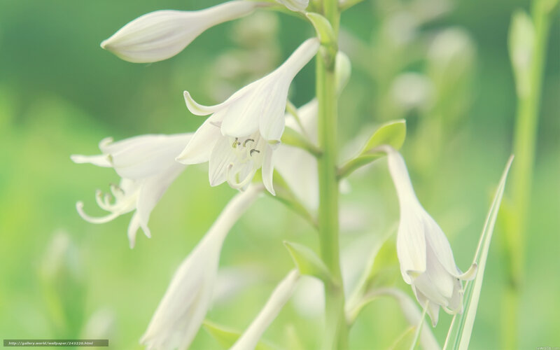 White Hosta Flowers — Green