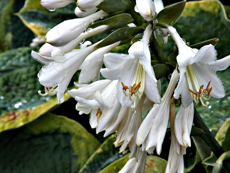 White Hosta Flowers