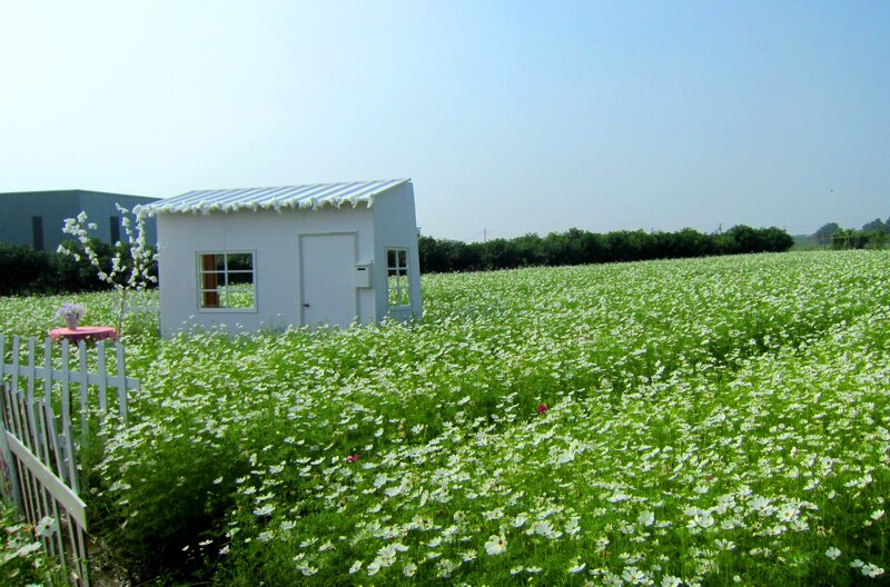 White House in Flower Field