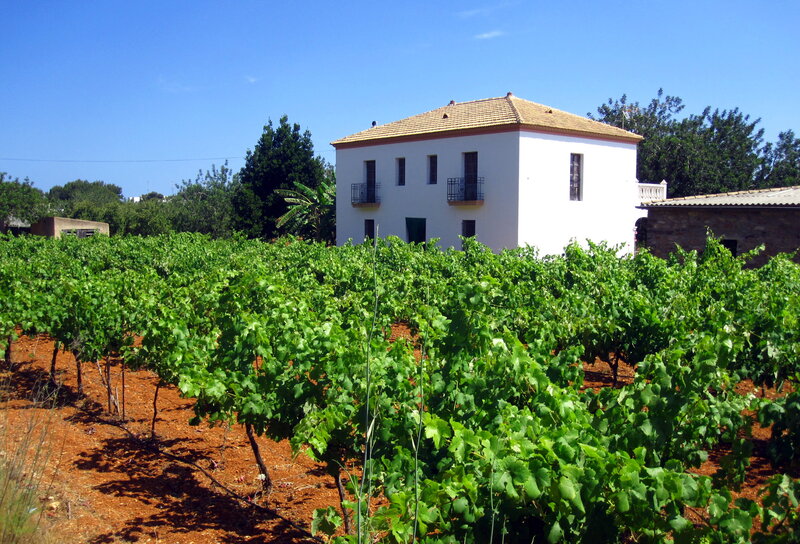 White House in Vineyard — Green