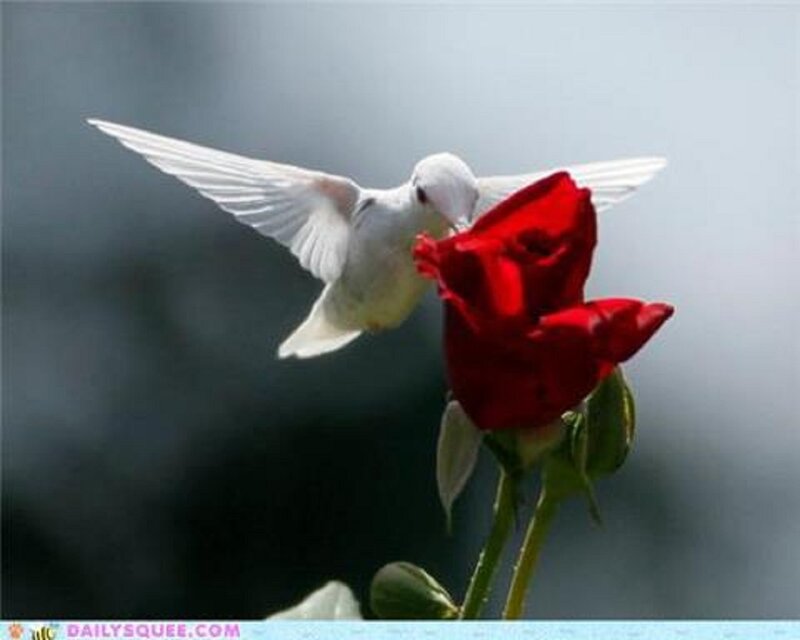 White Hummingbird and Rose