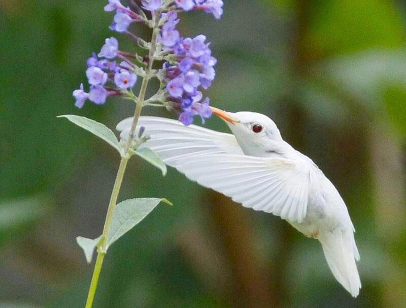 White Hummingbird Feeding — Calm