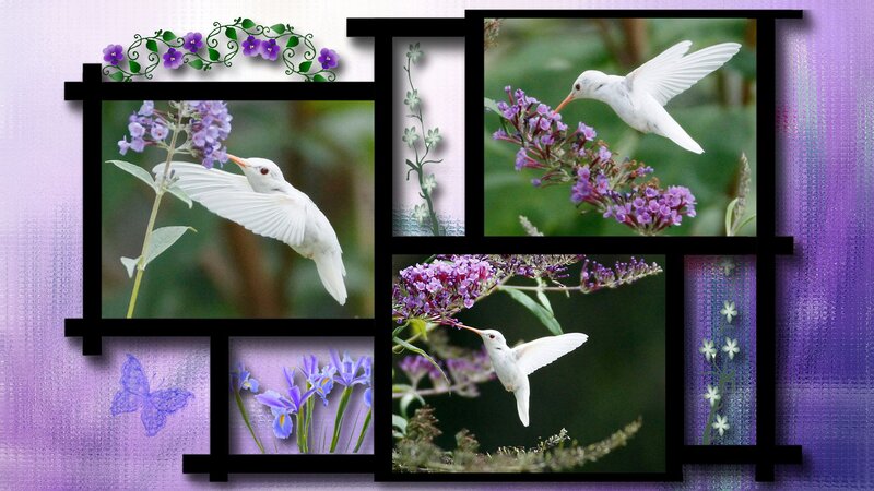 White Hummingbird Feeding — Purple