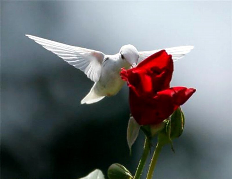White Hummingbird Feeding — Serene