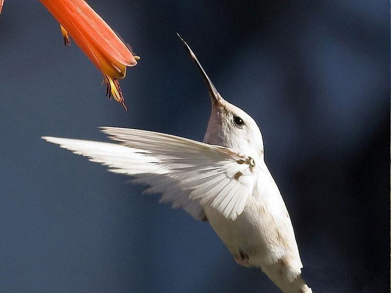 White Hummingbird Feeding