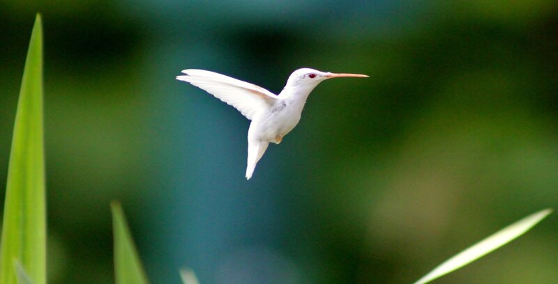 White Hummingbird in Flight