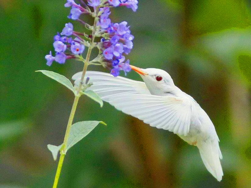 White Hummingbird — Serene, Photograph