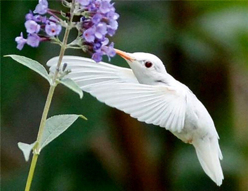 White Hummingbird — Serene