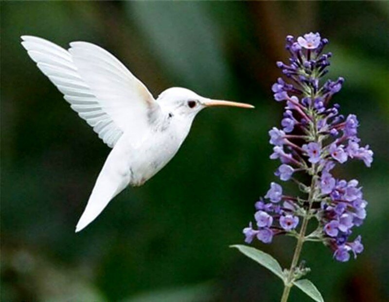 White Hummingbird
