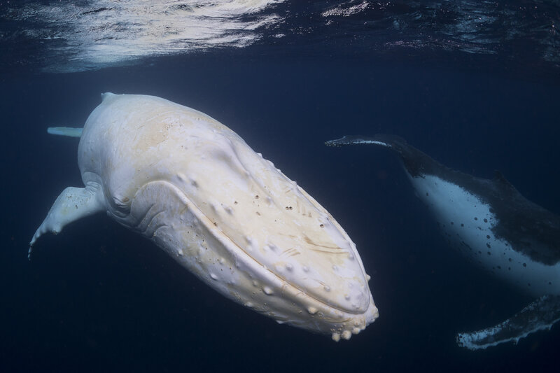 White Humpback Whale — Blue