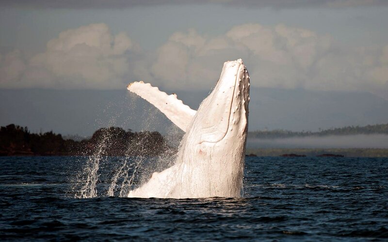 White Humpback Whale