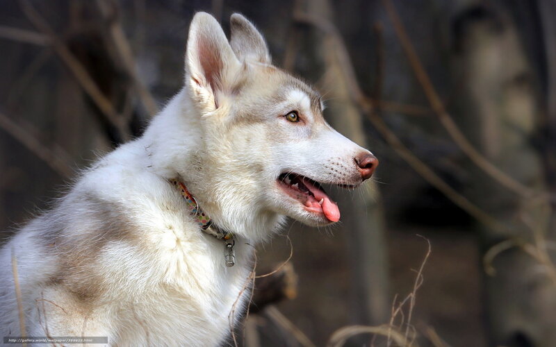 White Husky Dog — Calm, Afternoon