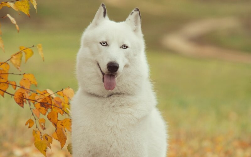 White Husky Dog — Calm, Autumn, Photograph, Yellow Leaves