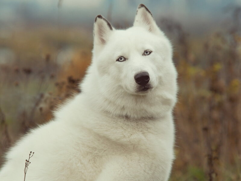 White Husky Dog — Calm, Autumn