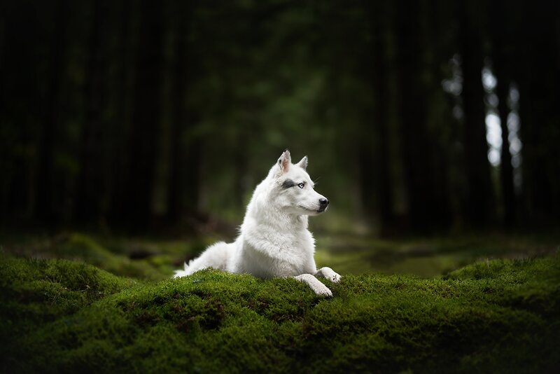 White Husky Dog — Green, Serene