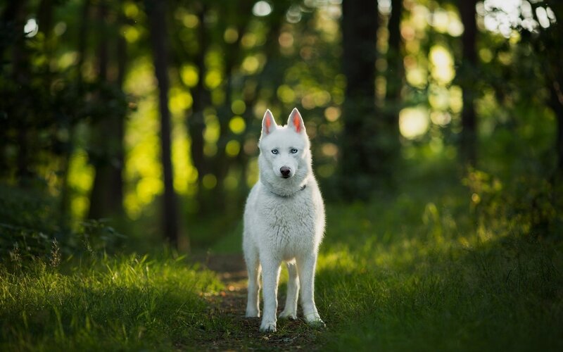 White Husky Dog — Green