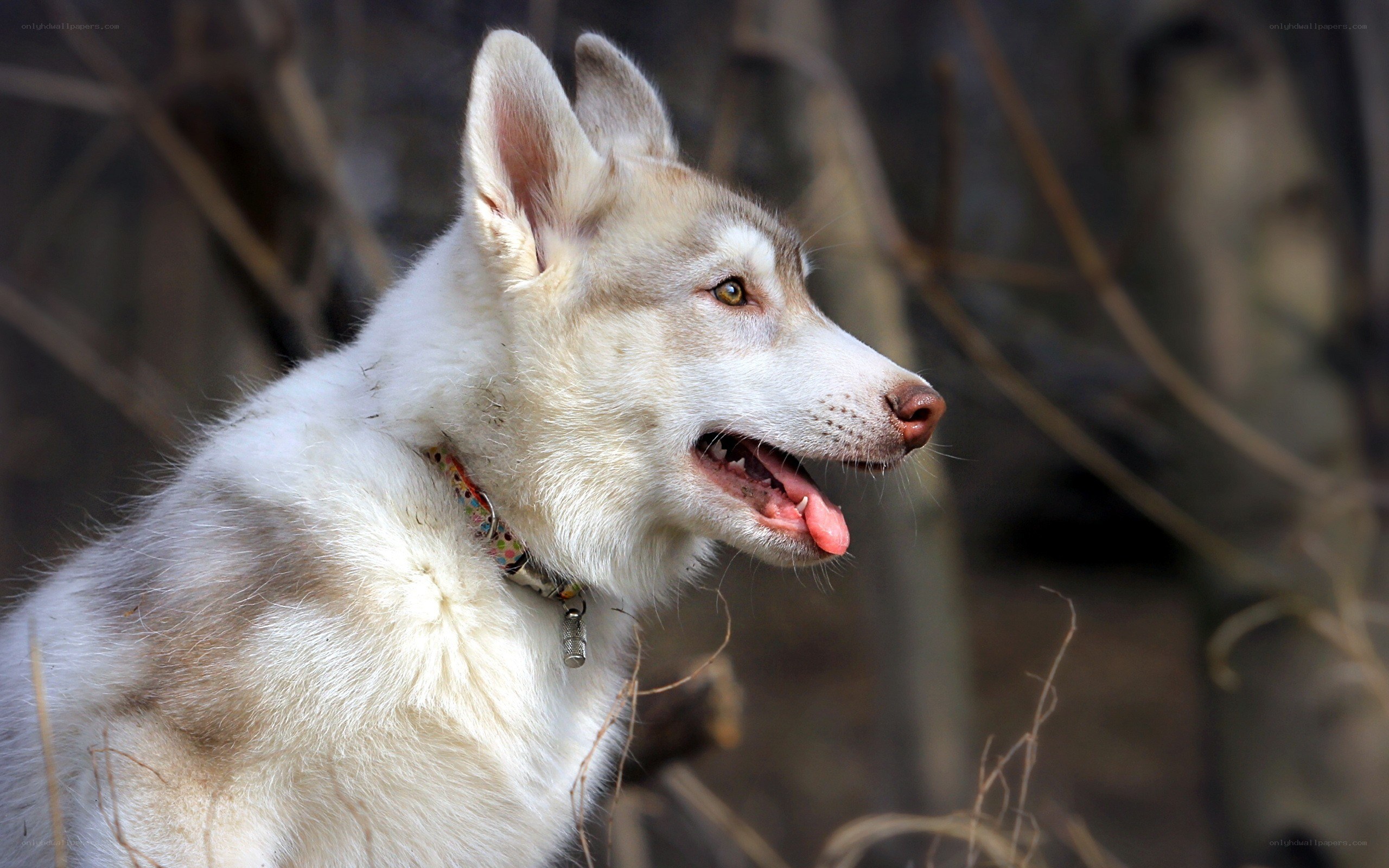 white husky dog outdoors