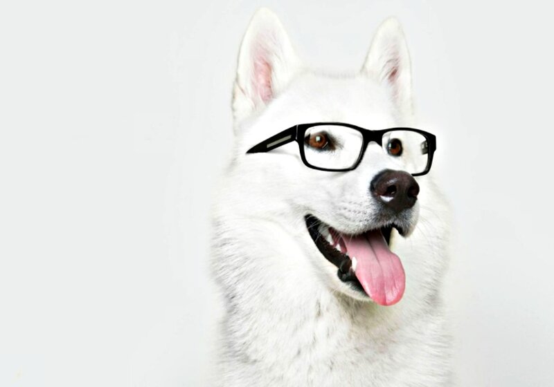 White Husky Dog — Playful, Photograph