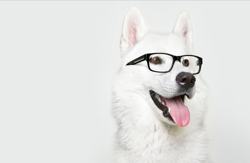 White Husky Dog — Playful