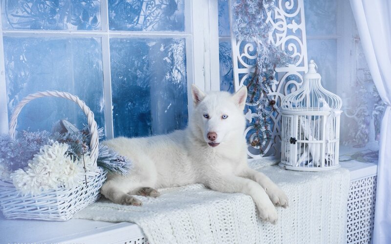 White Husky Dog — Serene