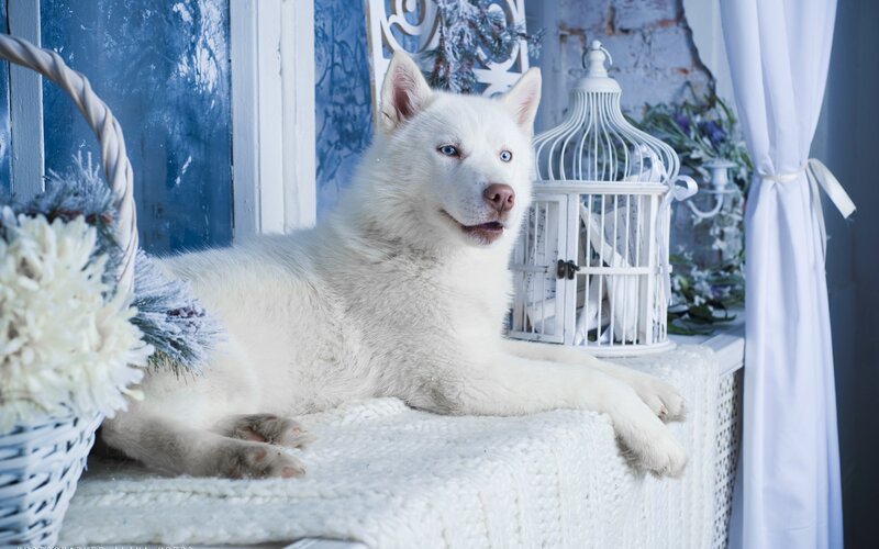 White Husky Dog — Serene, Winter