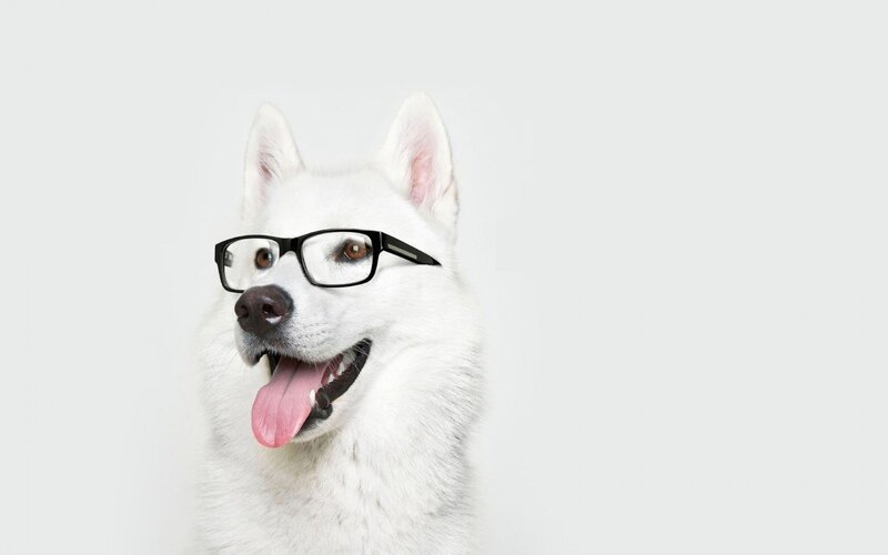 White Husky Dog
