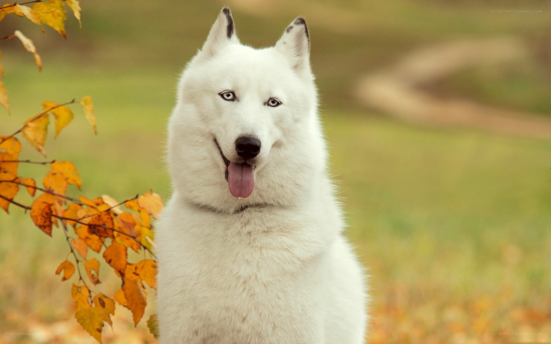 white husky in autumn