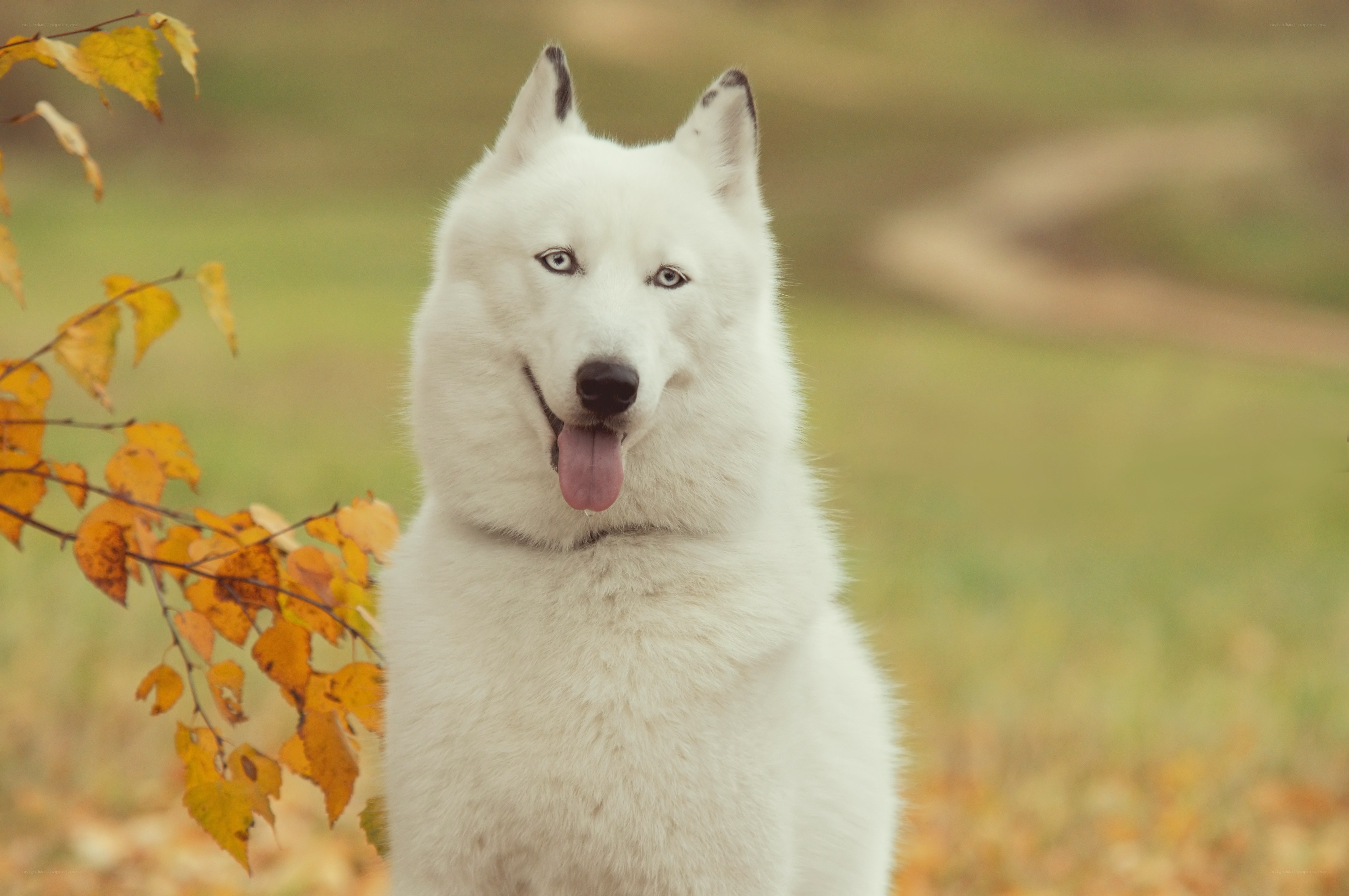 White husky in autumn