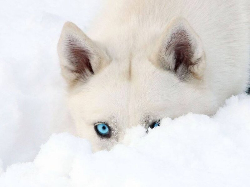 White Husky in Snow