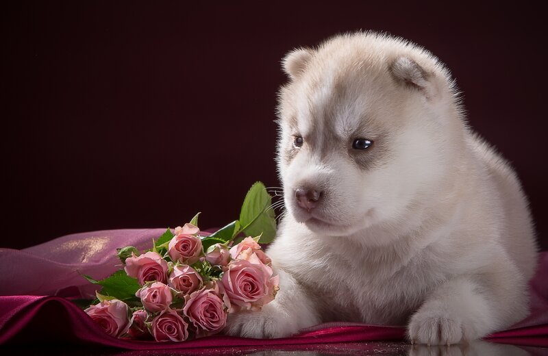 White Husky Puppy — Calm, Photograph, Roses