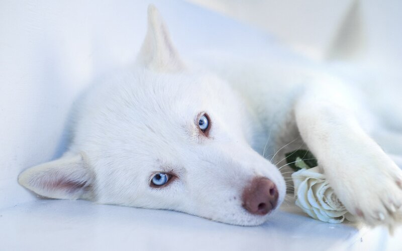 White Husky Puppy — Calm, Photograph